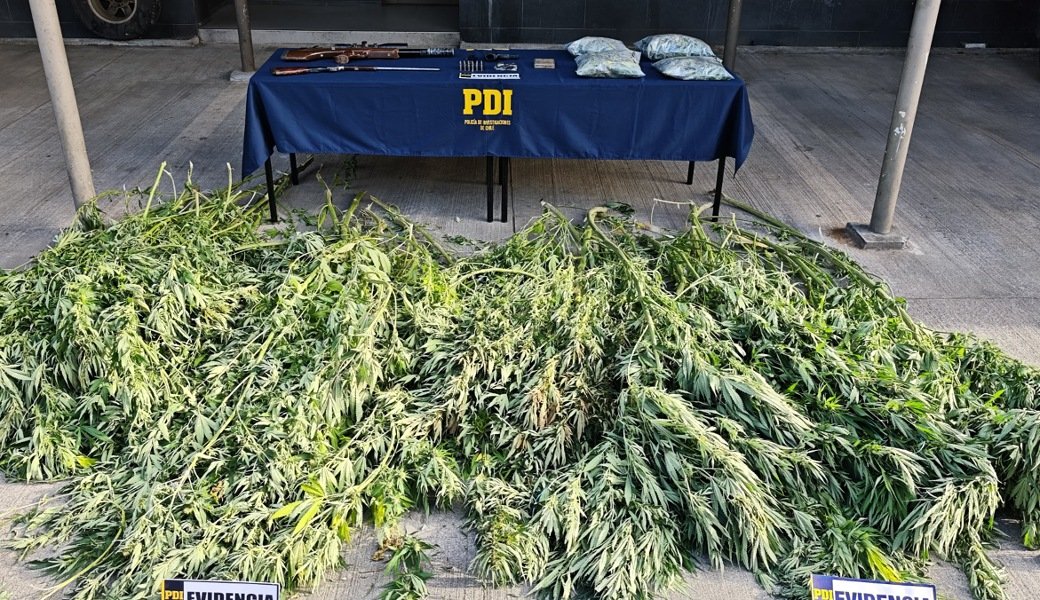 PDI incautó más de 2 kilos de droga, 116 plantas y armamento en Collipulli
